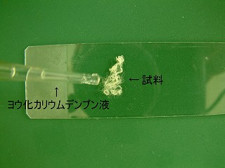 スライドガラスにのせた繊維に試薬を滴下する写真