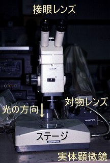 実体顕微鏡の外観を示す写真