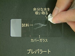 水を吸い取る様子の写真