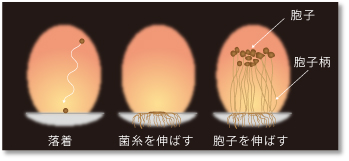 発生の様子