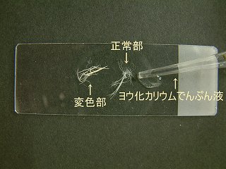 試料をのせたスライドガラスにヨウ化カリウムデンプン液を滴下した写真