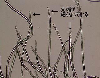 穴あき側の切断端の顕微鏡写真