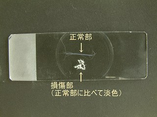 水洗乾燥後の比較写真