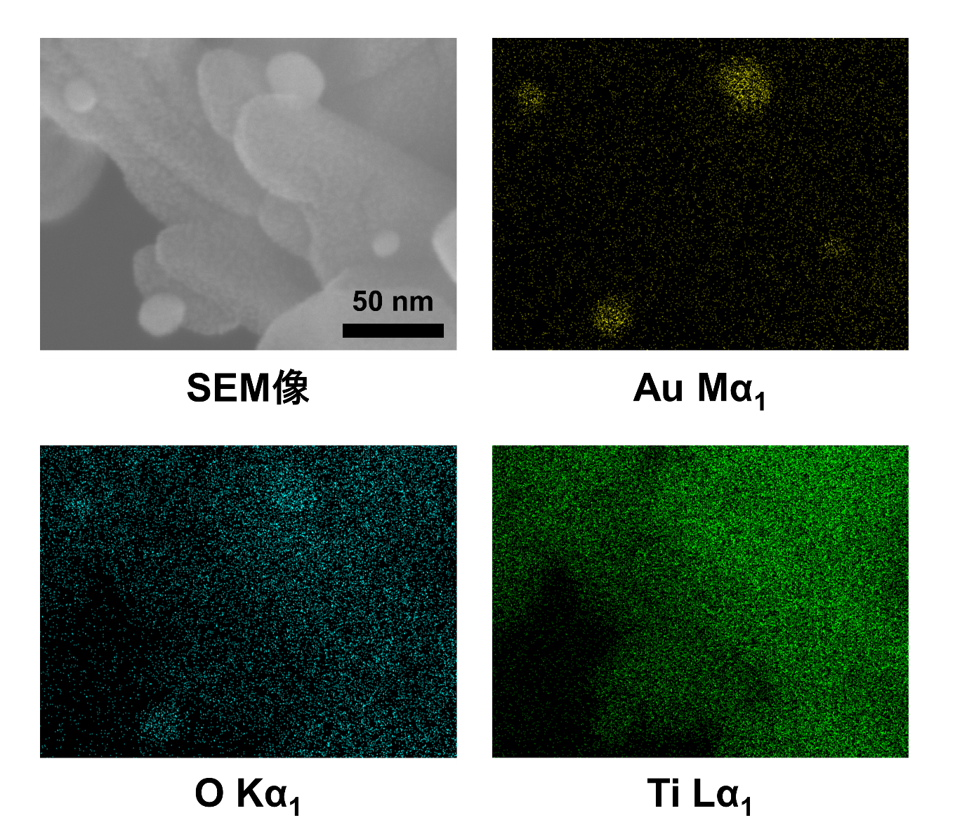 図３　酸化チタンナノロッド上に担持された金ナノ粒子のSEM-EDS（元素マッピング）